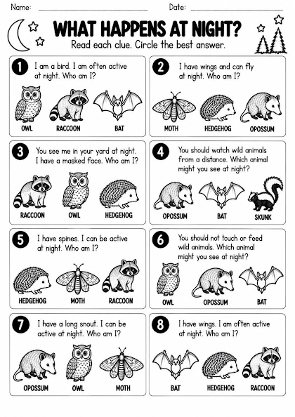 Nocturnal Animal What Happens at Night Worksheet