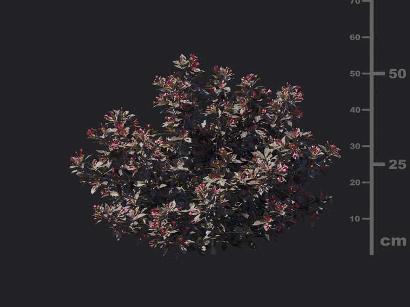 Maxtree - Plant Models Vol.116