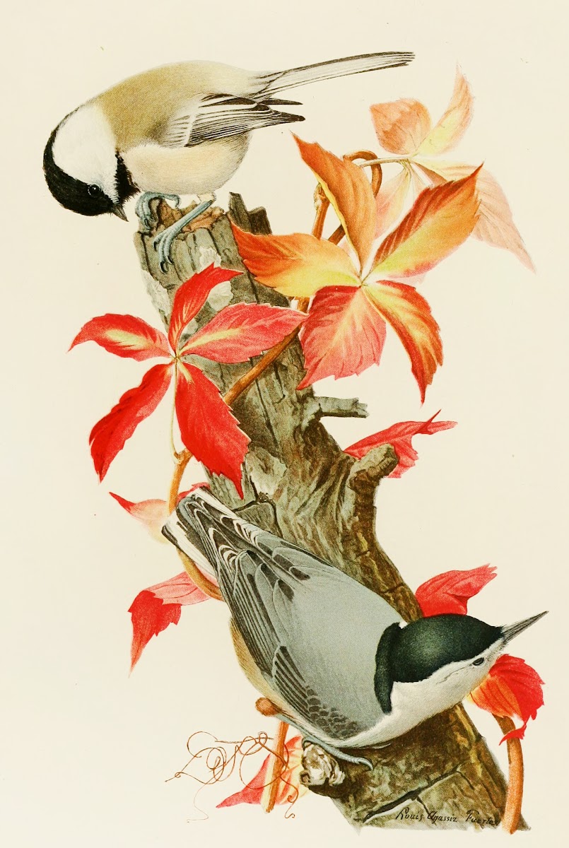 ChickadeeWhite Breasted Nuthatch 1858