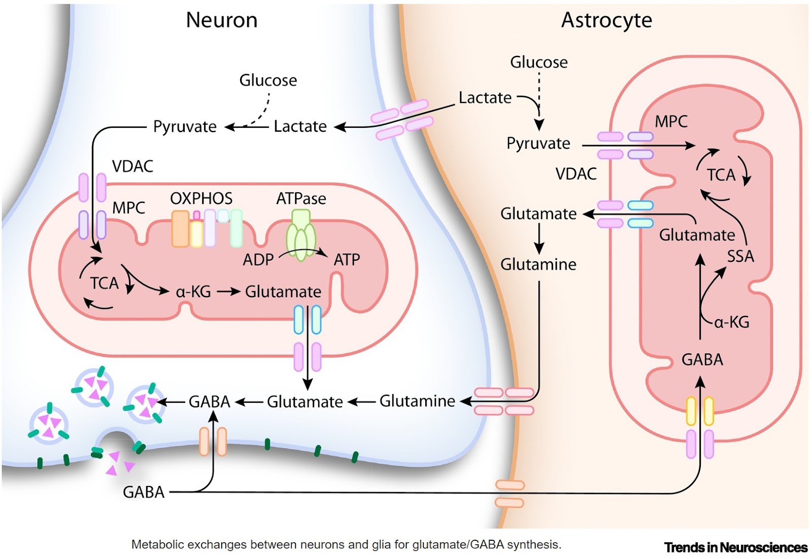 Mitochondrial specialization and signaling shape neuronal function