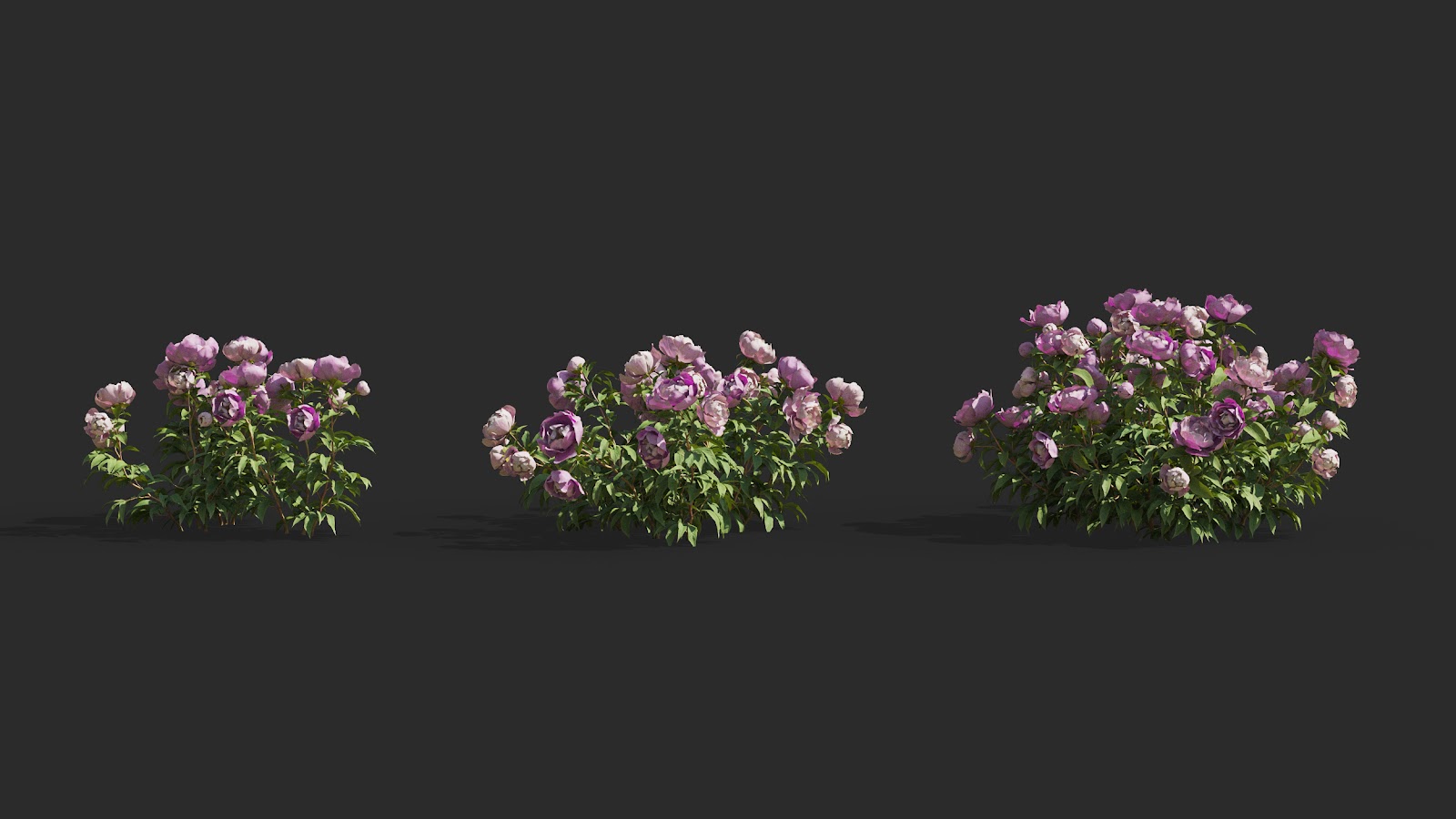 Maxtree - Plant Models Vol.64