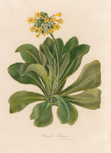Primula Palinuri 1818 1824