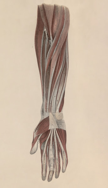 A system of anatomical plates of the human body Pl043 1840