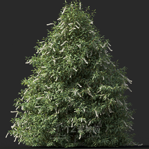 Maxtree - Plant Models Vol.60