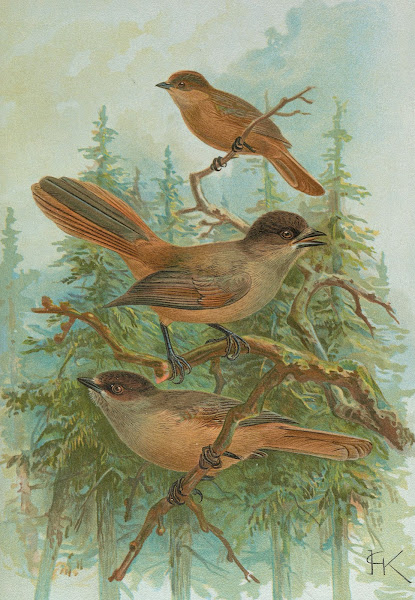 Perisoreus infaustus