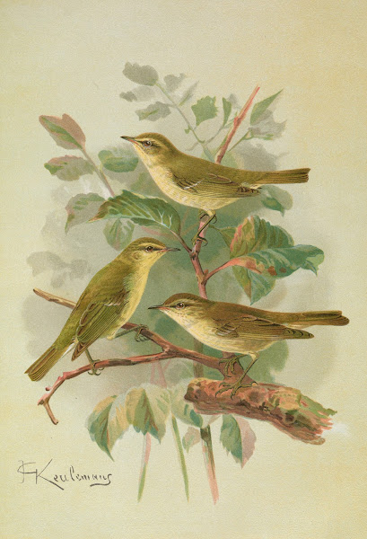 Phylloscopus viridanus nitidus borealis