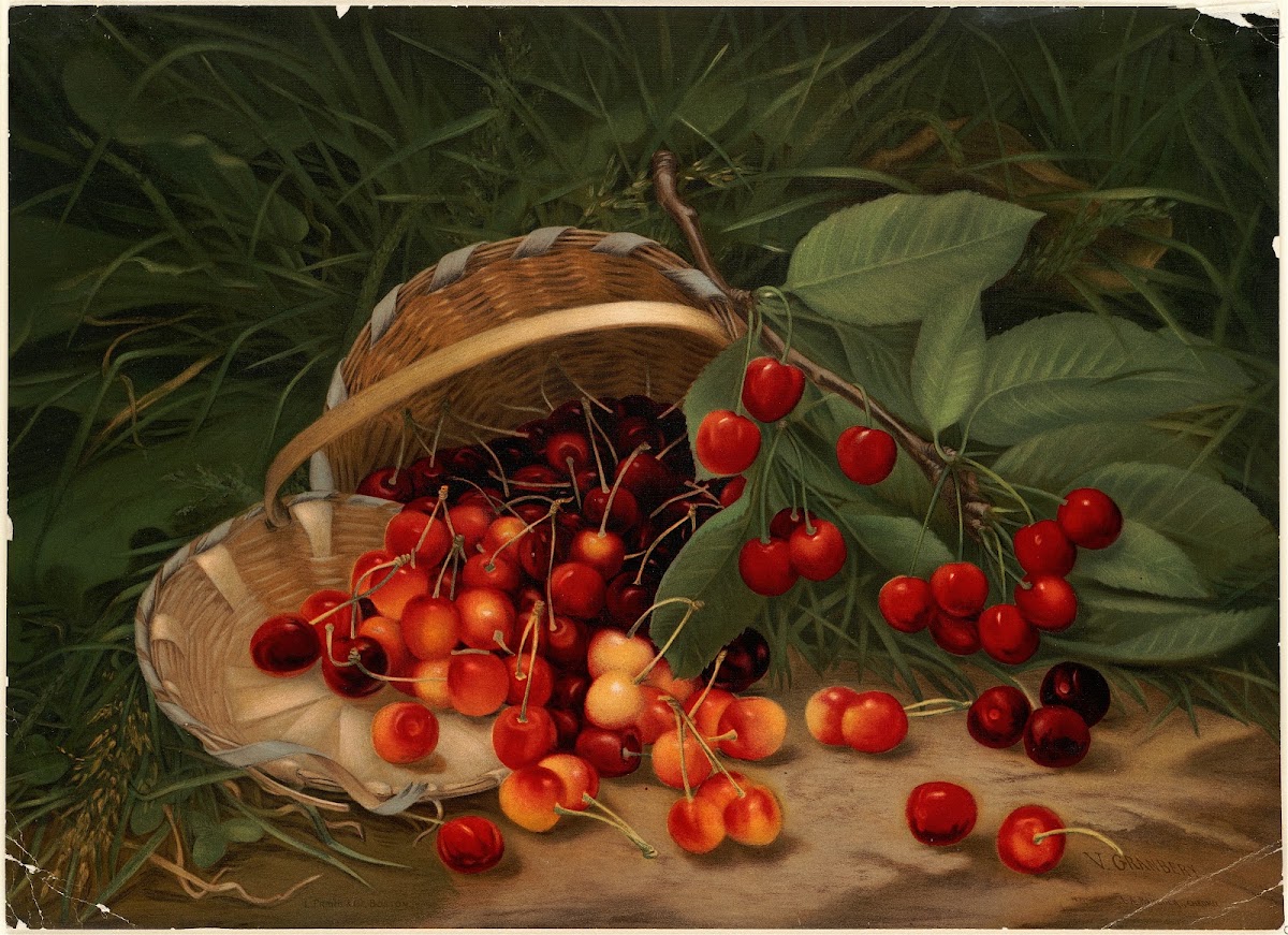 Cherries ca 18611897