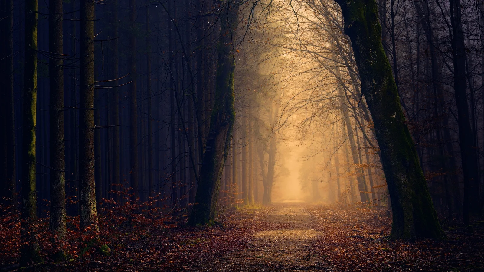 Forest, Fall, Dark, Trees, Outdoors 4K Desktop, iPhone Wallpaper Background