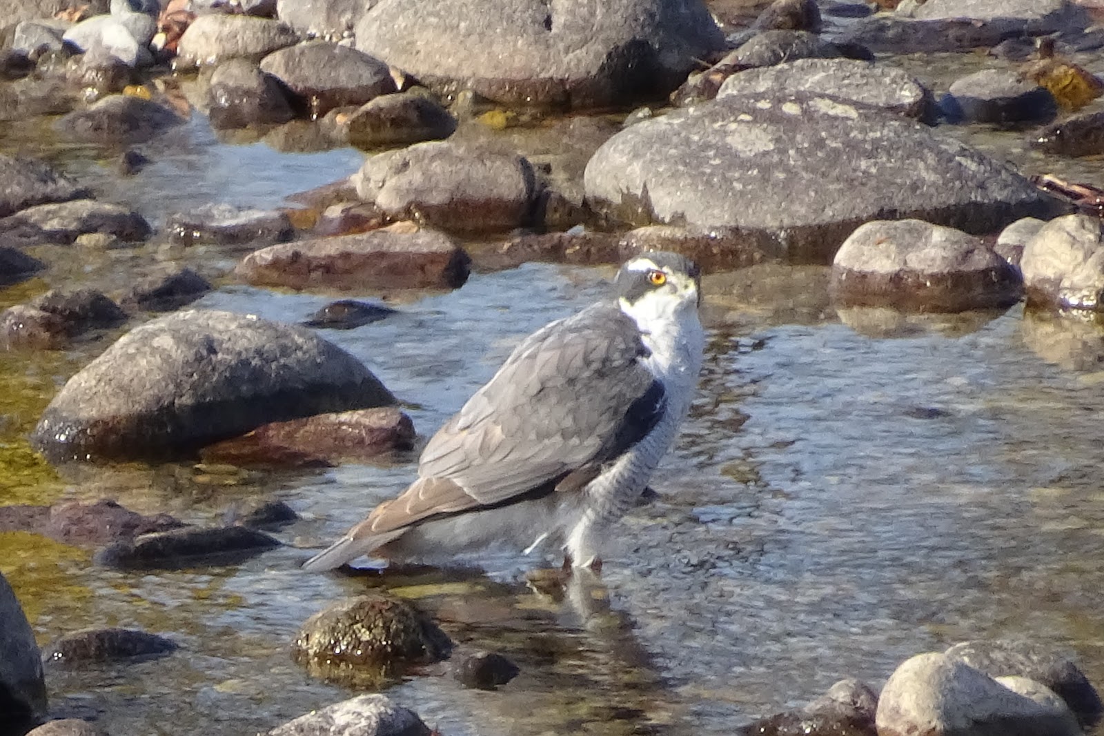 オオタカ Accipiter gentilis