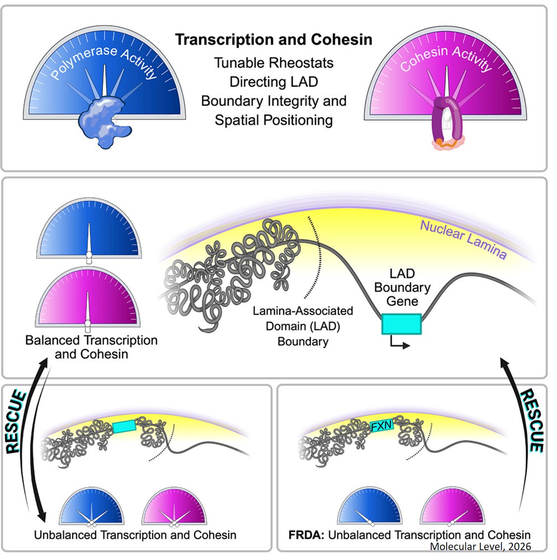 Transcription and cohesin direct domain boundary spatial positioning and are linked to Friedreich’s ataxia