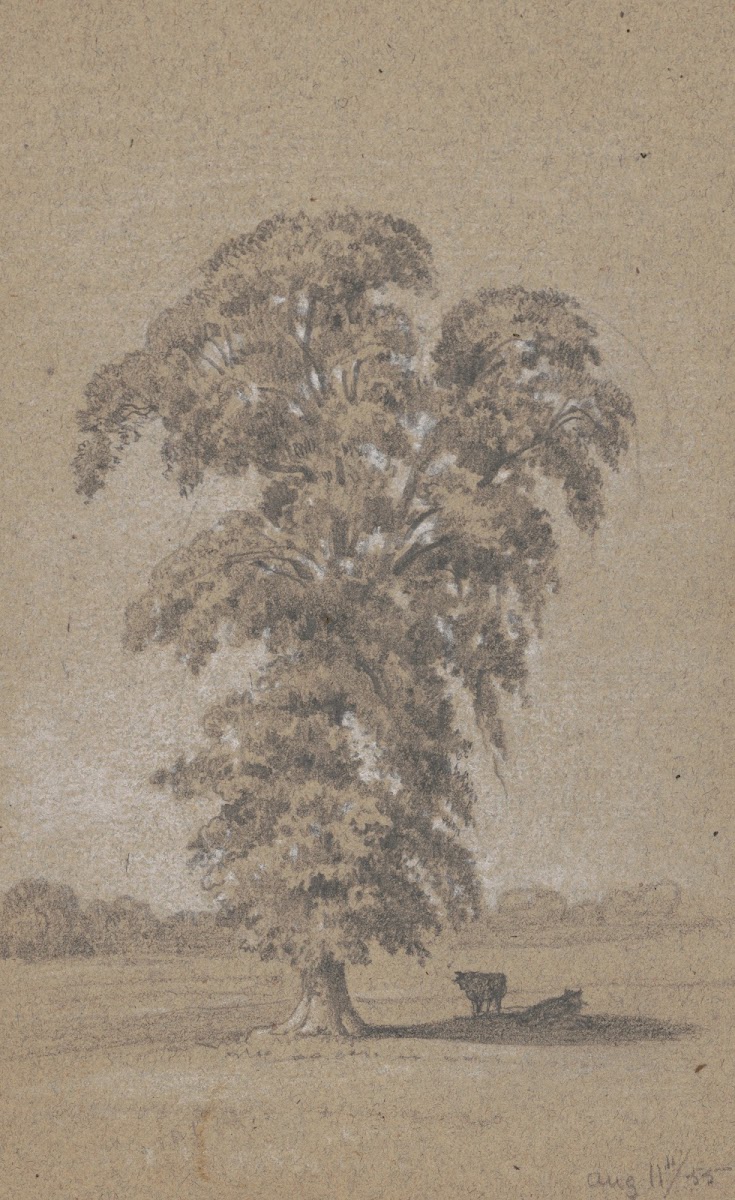 Cows in the shade of a tree 1855