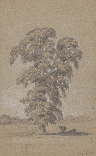Cows in the shade of a tree 1855
