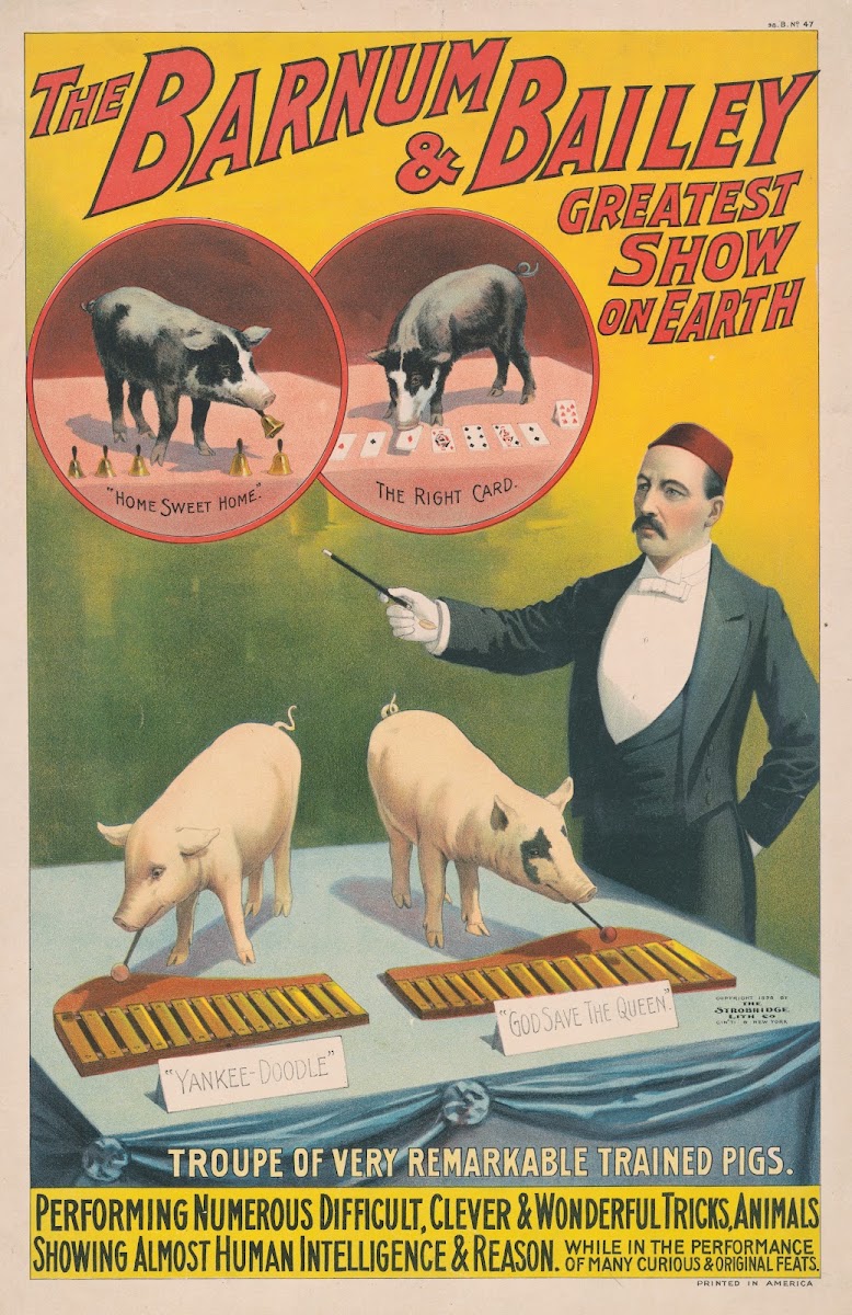 The Barnum  Bailey greatest show on earthTroupe of very remarkable trained pigs