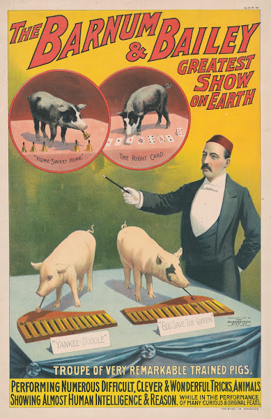The Barnum  Bailey greatest show on earthTroupe of very remarkable trained pigs