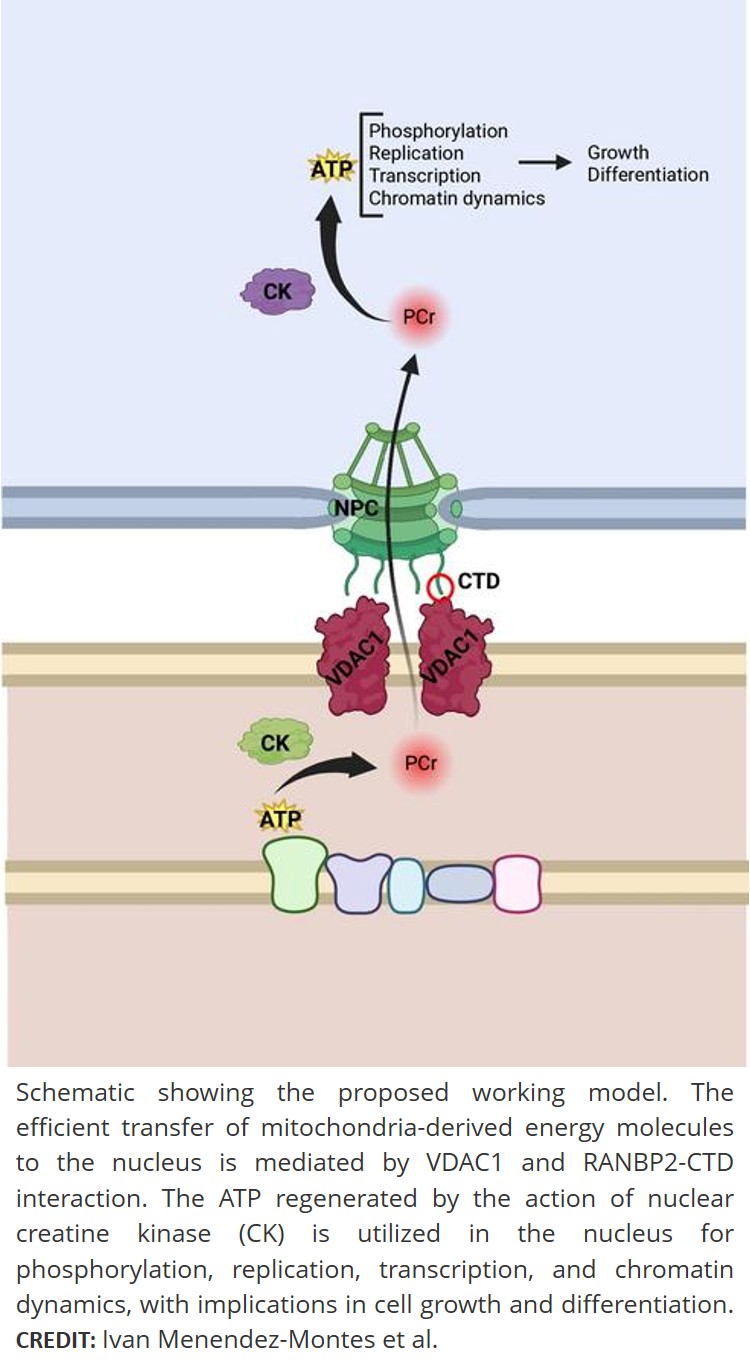 Mitochondria tethered to the nuclear pore complex provides energy supply