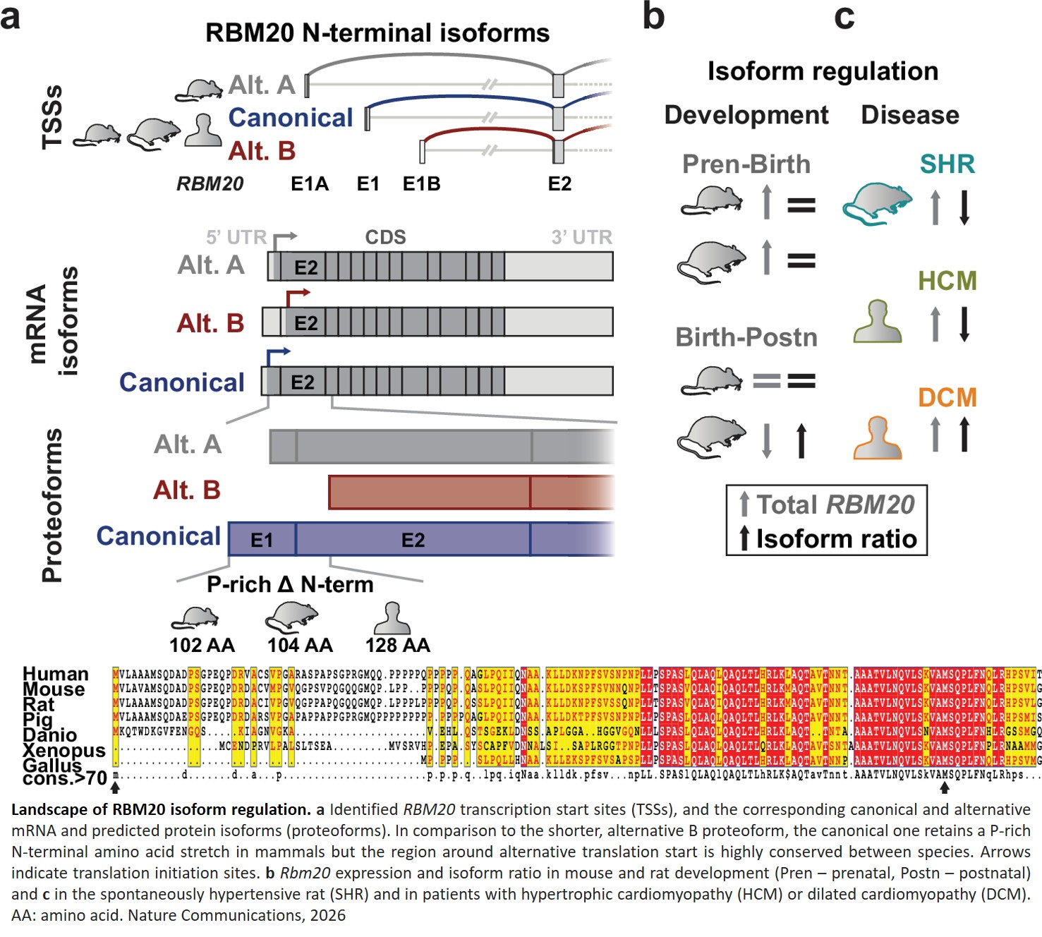 RBM20 isoform regulation by independent transcription start sites adapts alternative splicing in development and disease
