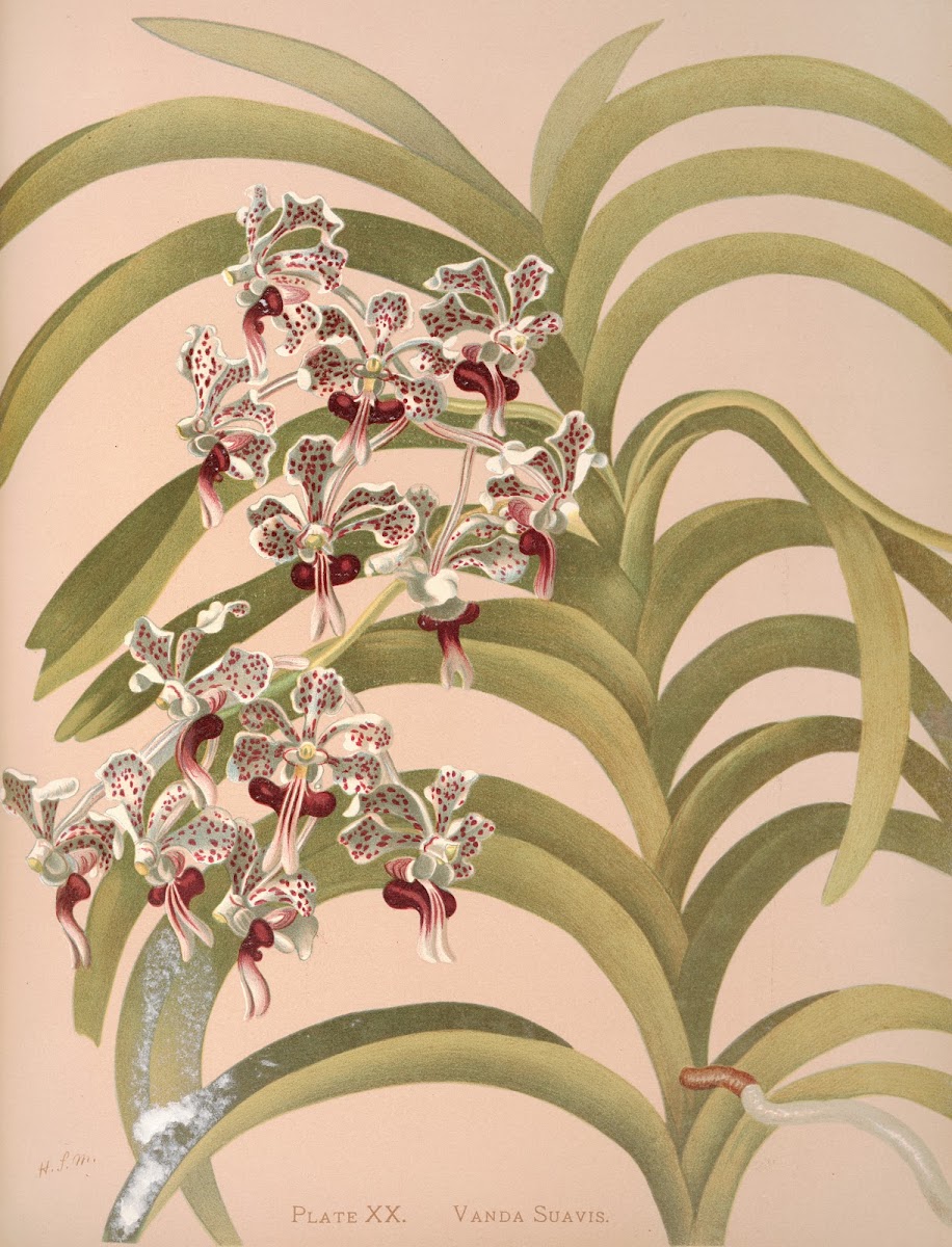Vanda Suavis 1885