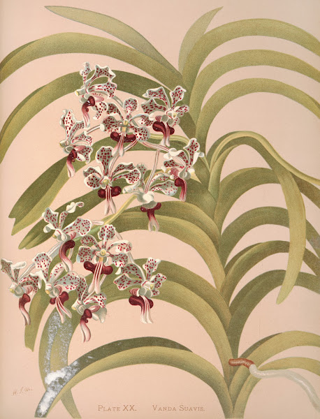 Vanda Suavis 1885