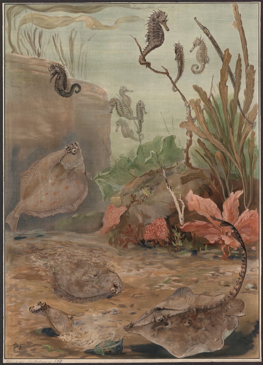 Flounders and seahorses 1909
