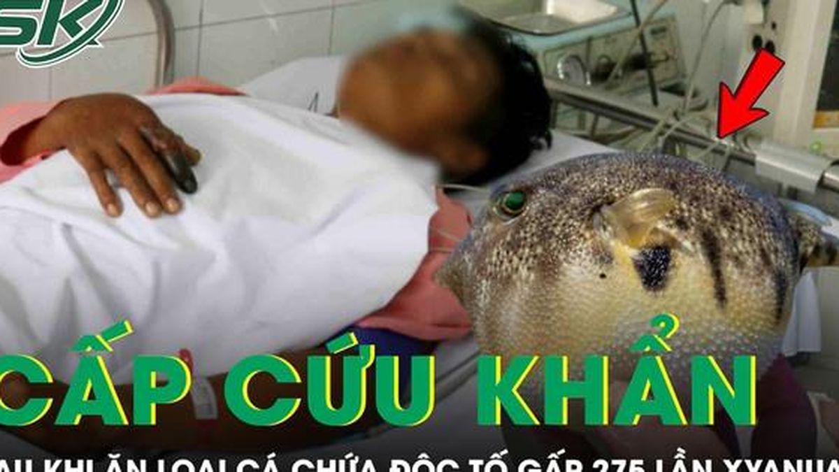 Người đàn ông 33 tuổi phải cấp cứu sau khi ăn loại cá chứa độc tố đáng sợ gấp 275 lần xyanua - Báo Sức Khỏe &amp; Đời Sống