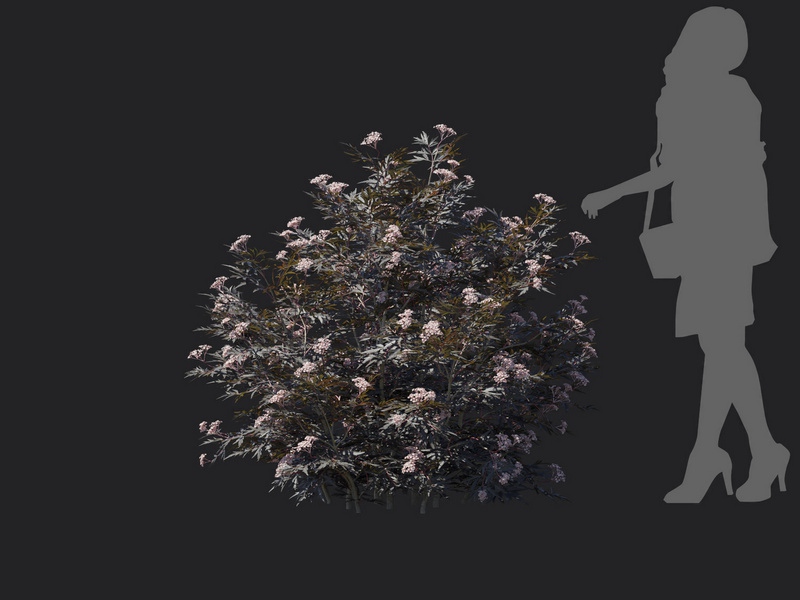 Maxtree - Plant Models Vol.116