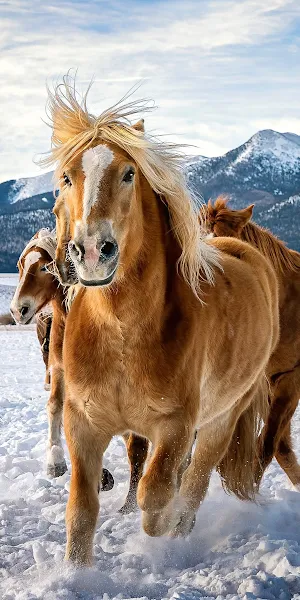 Horses, Winter, Snow, Mountains 4K iPhone Wallpaper Background