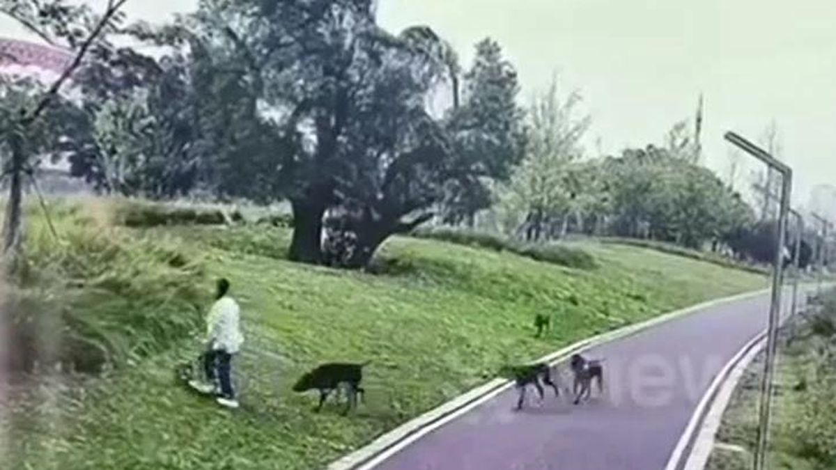 4 con chó dữ quật ngã hai mẹ con giữa công viên, người đi đường lao vào giải cứu - Tạp chí Doanh Nghiệp Việt Nam