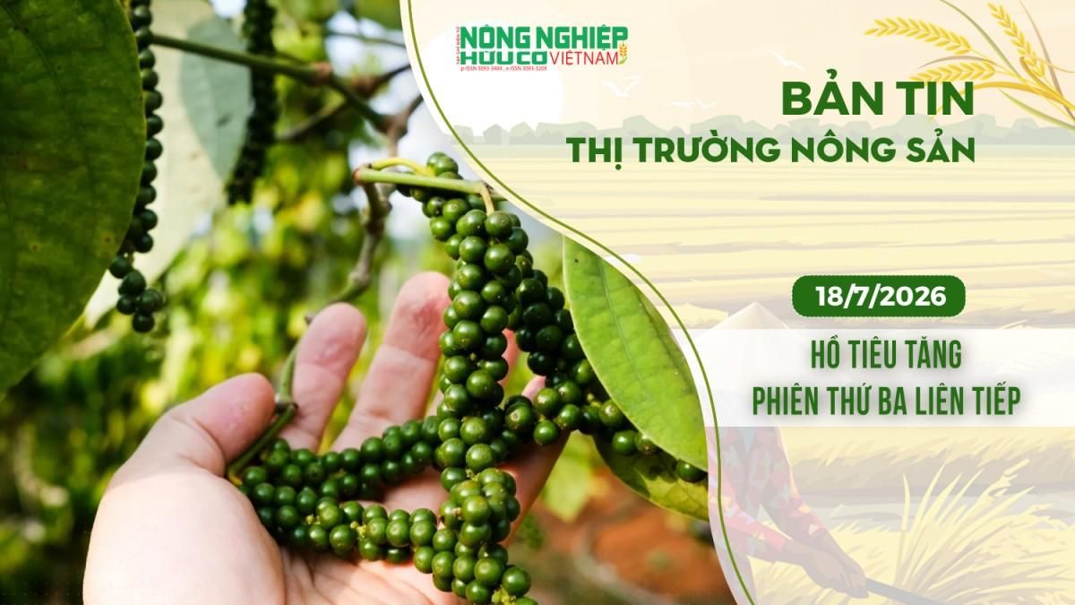 Thị trường nông sản 18/7/2026: Hồ tiêu tăng phiên thứ ba liên tiếp - Nông nghiệp Hữu cơ Việt Nam