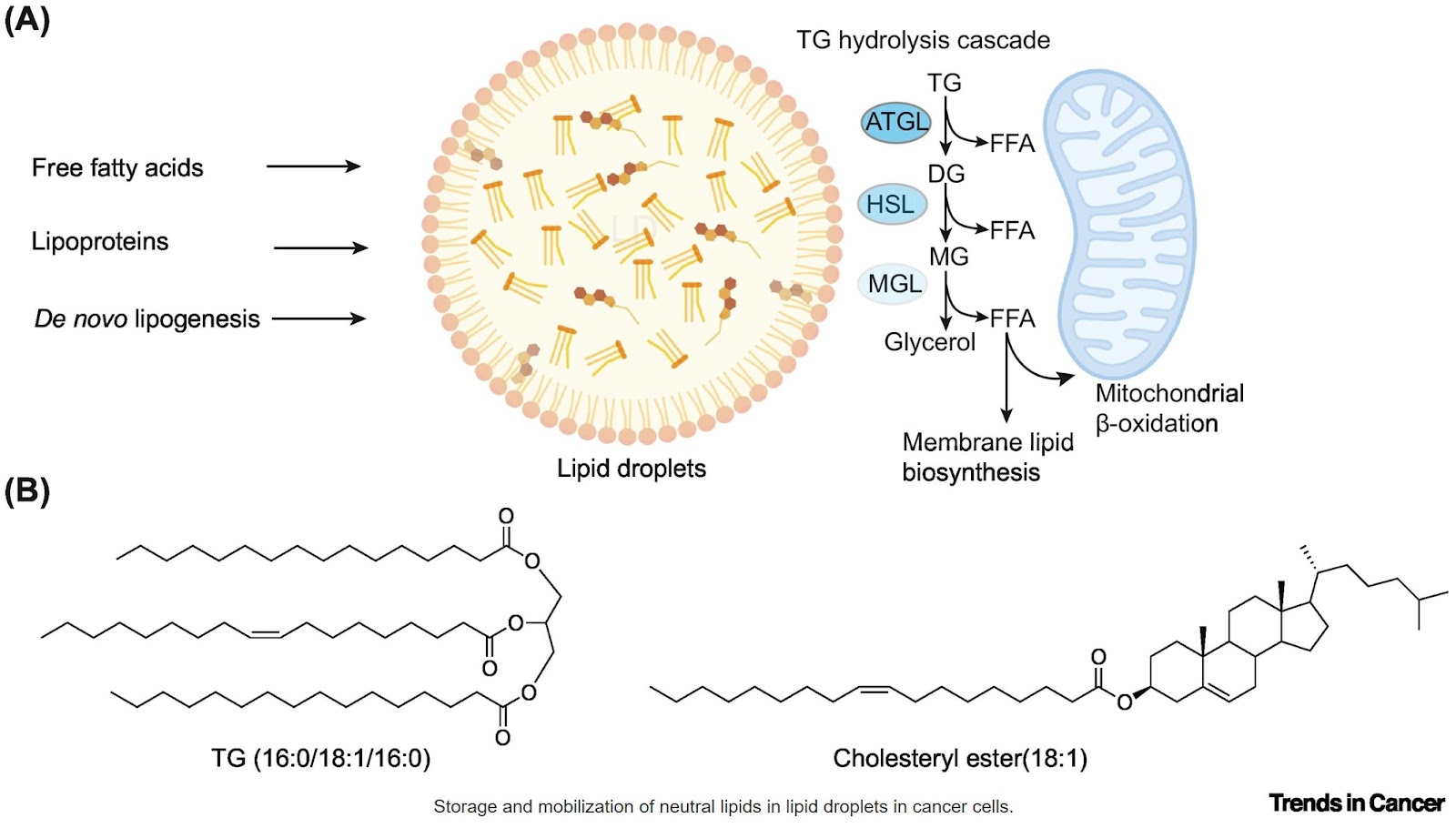 Interplay between cancer cell lipotypes and disease states