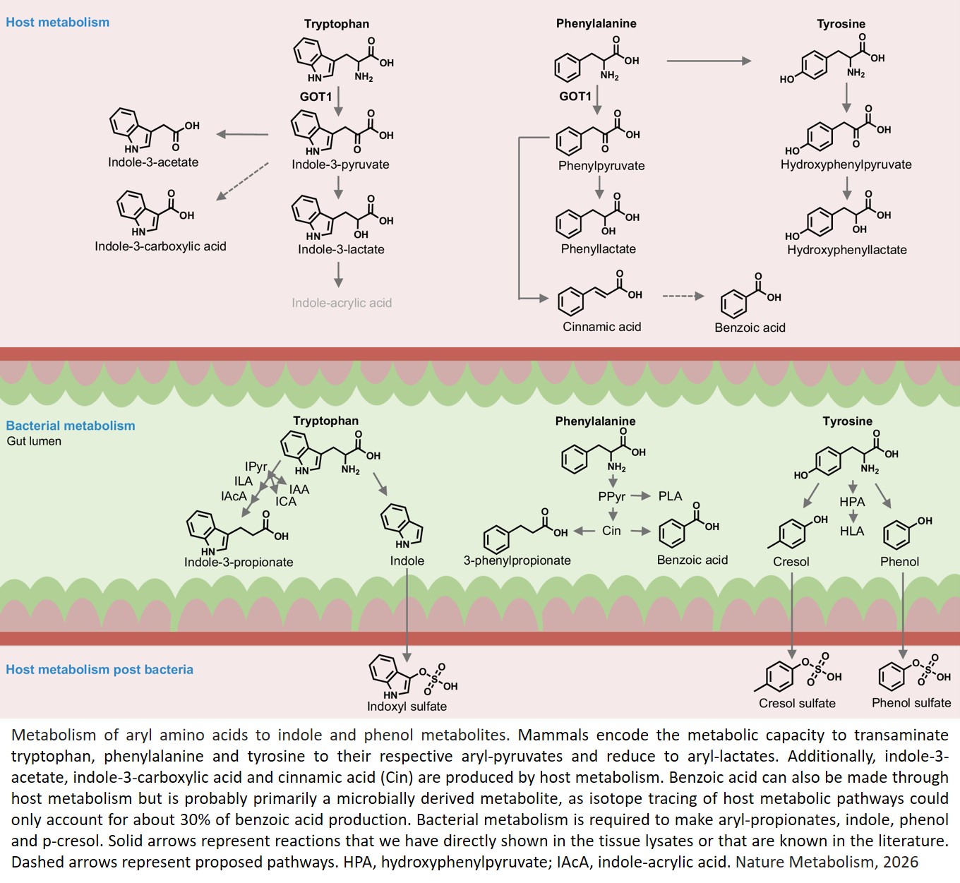Host metabolism can produce many indoles and phenols independently of the microbiome