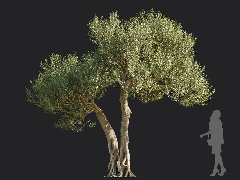 Maxtree - Plant Models Vol.113