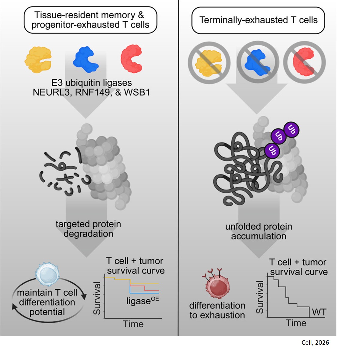 Proteostasis sustains T cell differentiation potential and tumor-infiltrating lymphocyte function