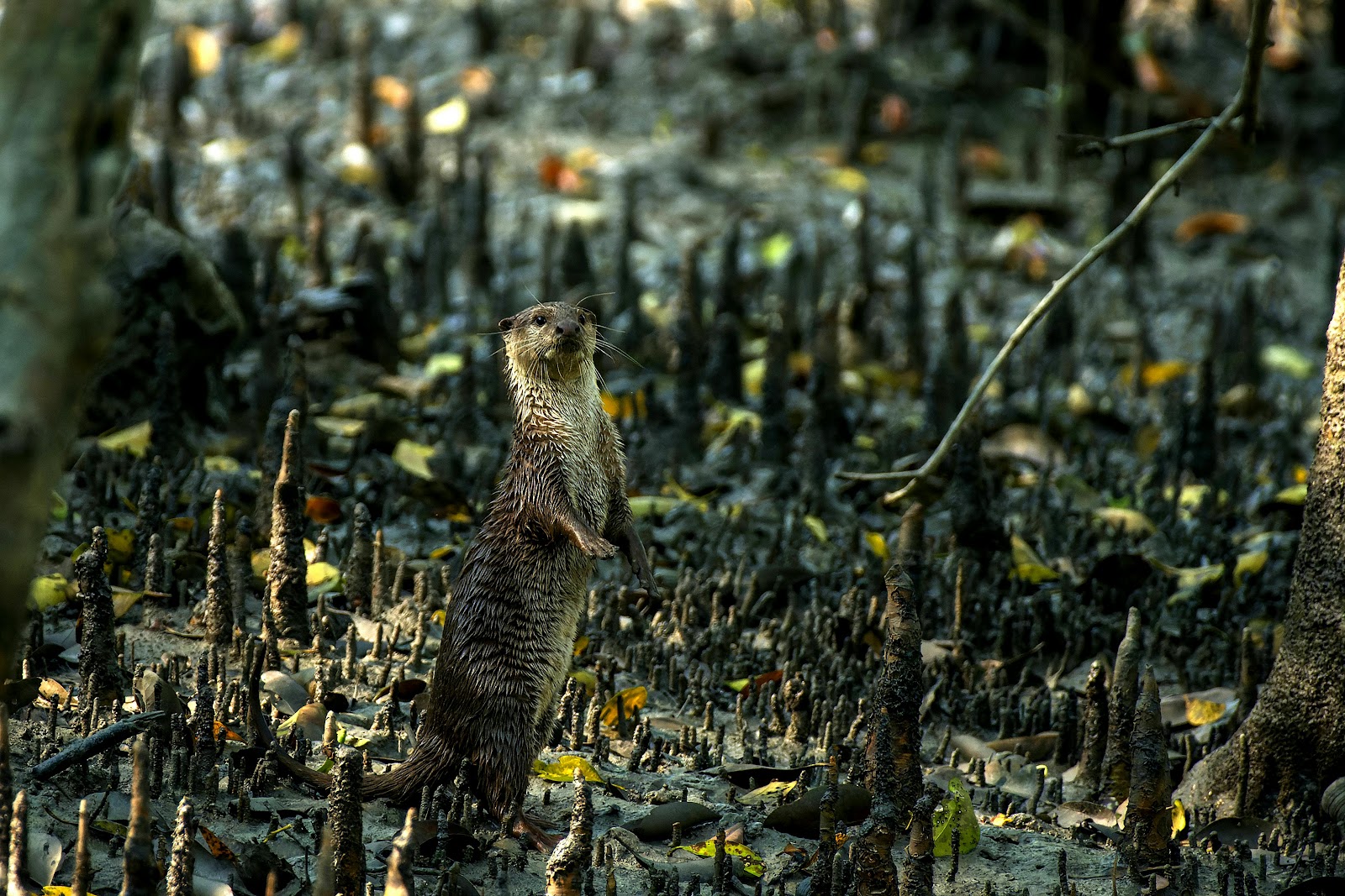 সুন্দরবন ৩