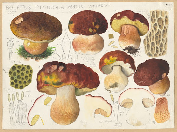 Boletus pinicola Venturi Vittadini 1915 1945