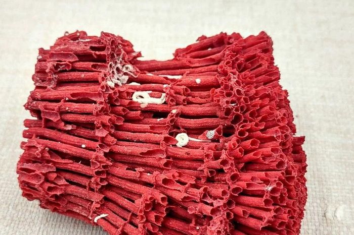 Cấu trúc kỳ lạ của sinh vật có vẻ ngoài giống hệt đàn organ - Báo Tri thức &amp; Cuộc sống