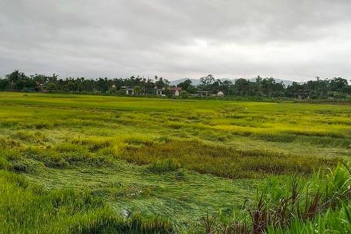 Dông lốc kèm mưa đá trút xuống, nhiều xã ở Hà Tĩnh chịu thiệt hại nặng - Tạp chí Người Đưa Tin