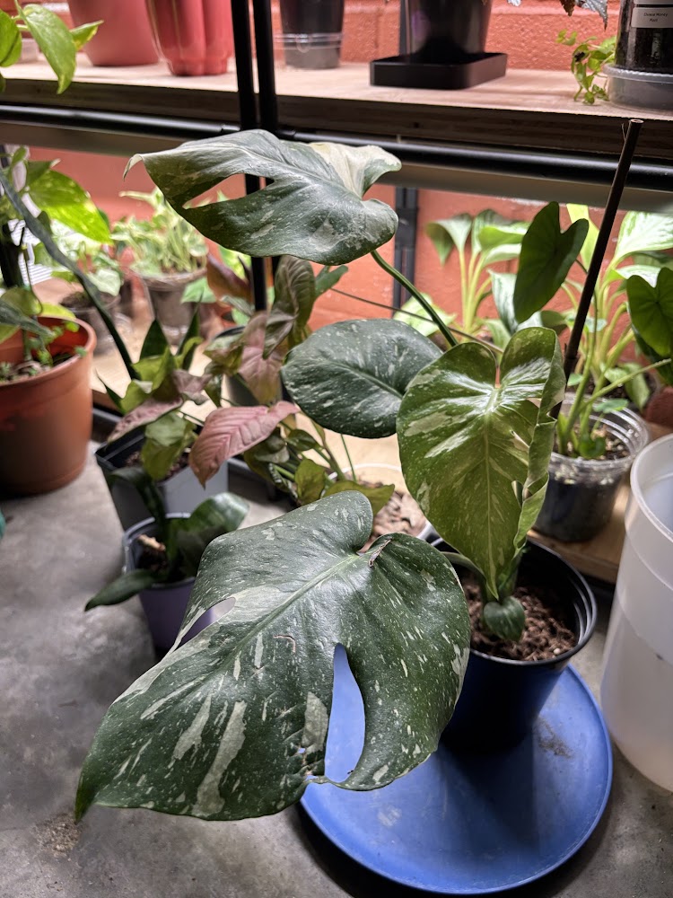 Monstera Thai Constellation