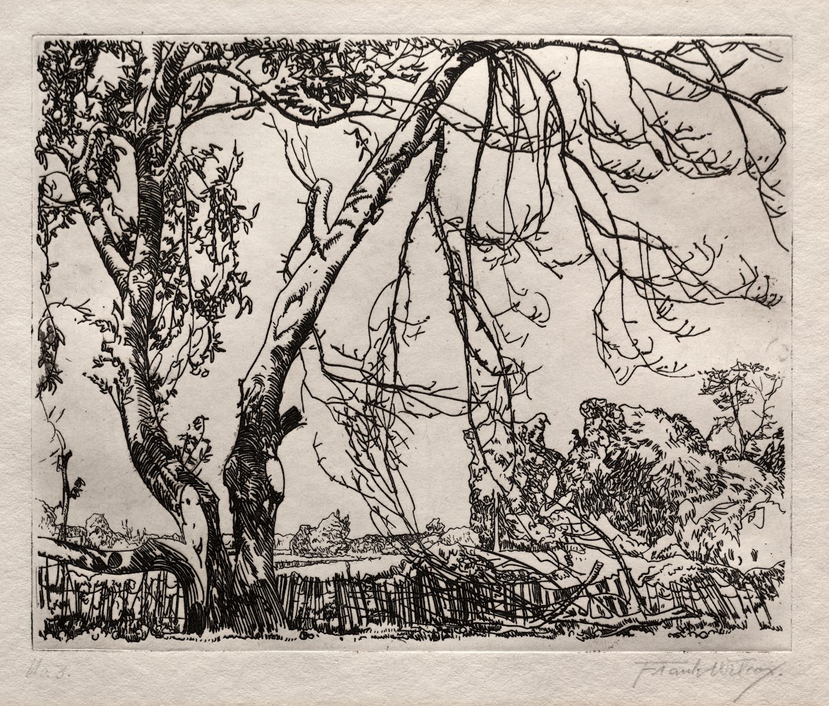 Apple Tree