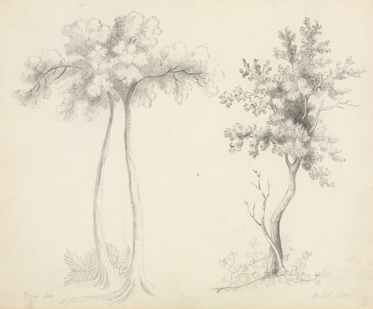 Studies of Upas and Maple Trees