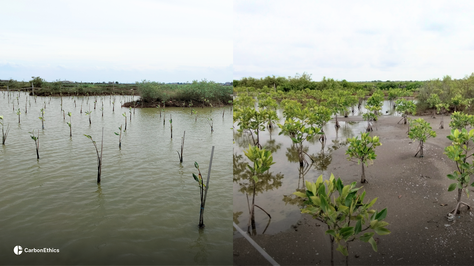 the forest protection patrol system in the Pulang Pisau PRESERVE