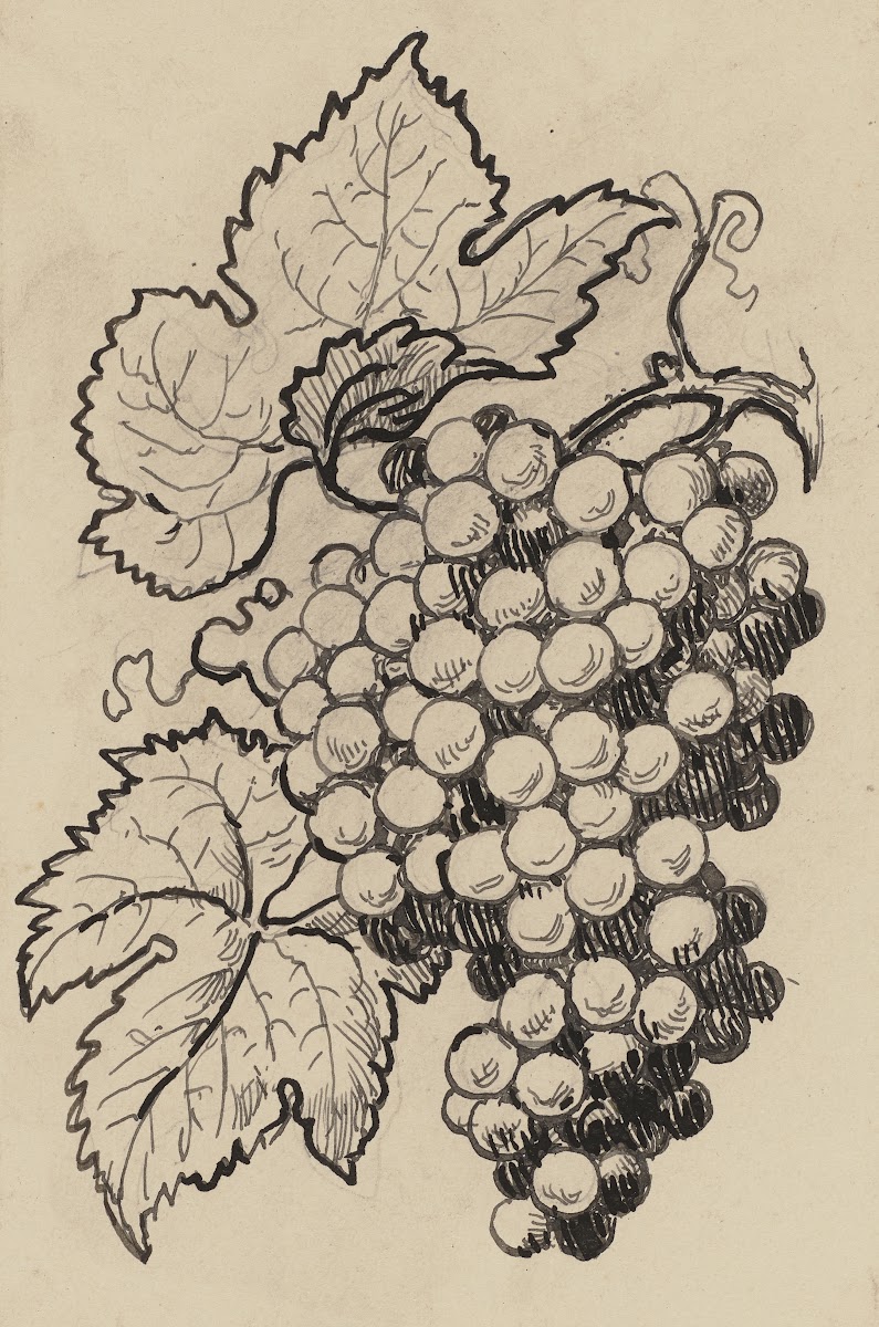 Traube ca 1905