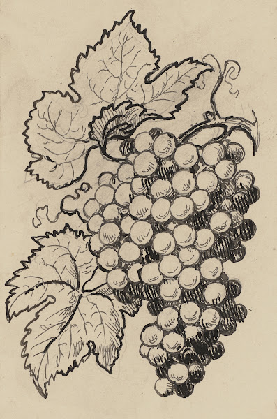 Traube ca 1905