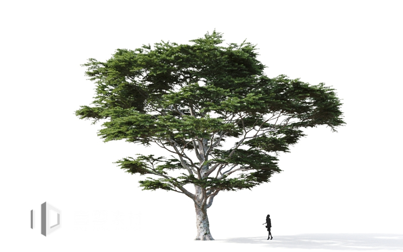 Maxtree - Plant Models Vol.9