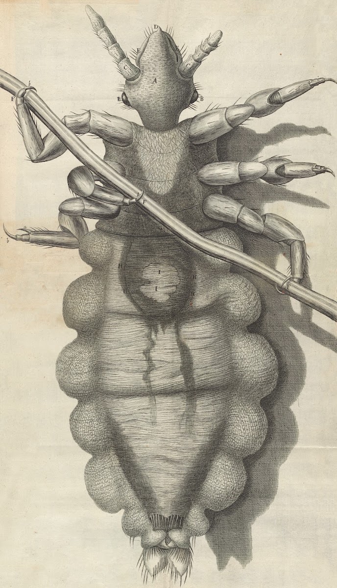 Microscopic view of a louse 1665