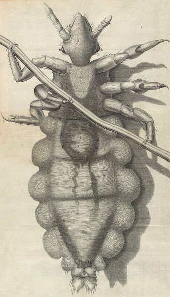 Microscopic view of a louse 1665