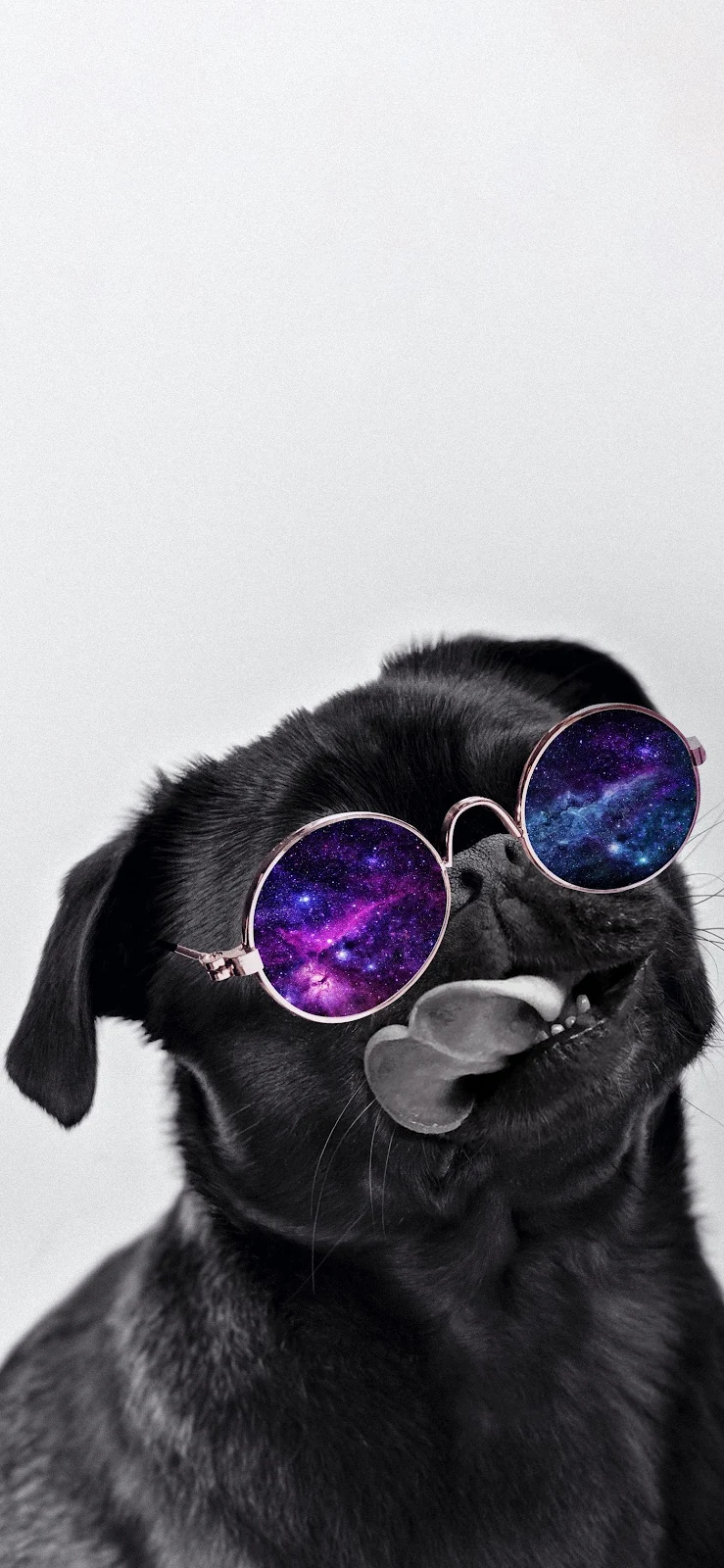 Cool Black Pug Galaxy Glasses - Selective Color Photography Full HD iPhone Wallpaper (1407x3045)