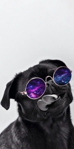 Cool Black Pug Galaxy Glasses Full HD iPhone Wallpaper Background