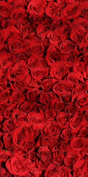 Red Rose Full HD iPhone Wallpaper Background