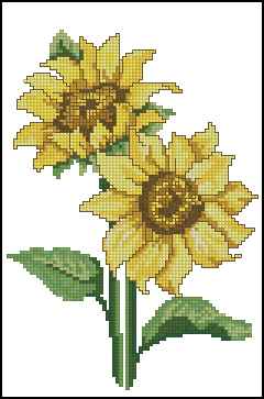 CMP 171517 Sunflowers
