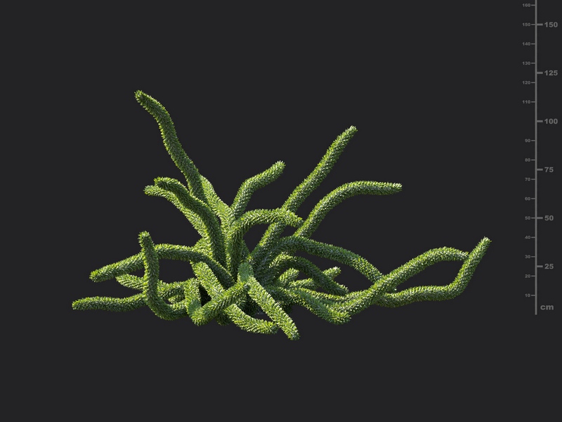 Maxtree - Plant Models Vol.130